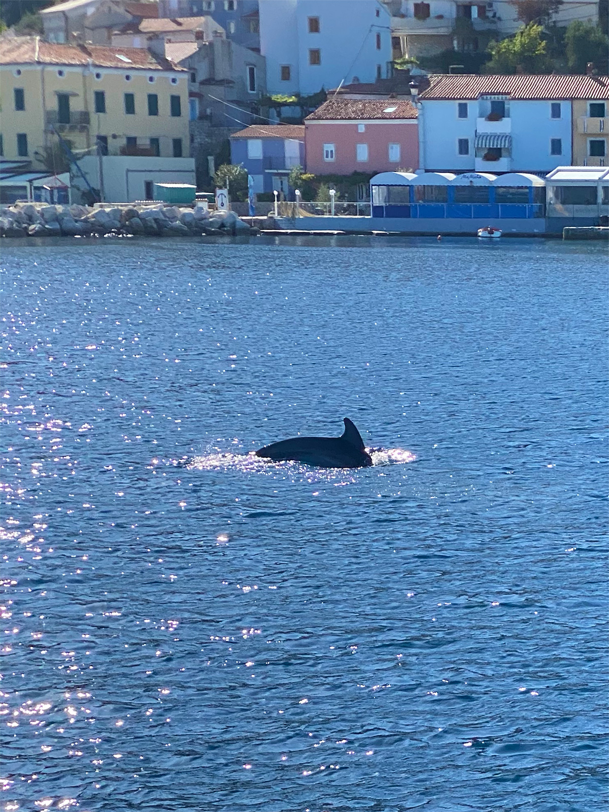 Delfin vor Valun